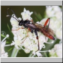 Exetastes adpressorius - Schlupfwespe m02f 10mm - OS-Hellern Wiese det06.jpg